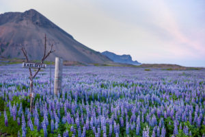 Lupins, Lupinus perennis, Iceland, Lupins, Lupinus perennis, Iceland,